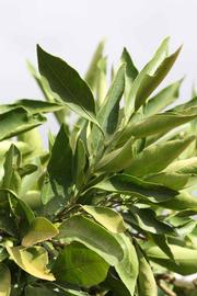              Sun leaves (Riverside, CA)       