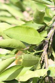              Unifoliolate leaf (Riverside, CA)       