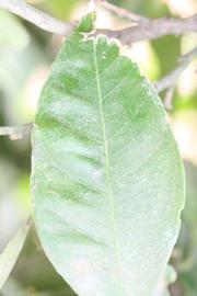              Margin (Riverside, CA)       