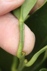              Petiole (Riverside, CA)       