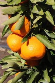              Fruit (Riverside, CA)       