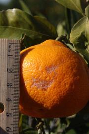              Fruit (Riverside, CA)       