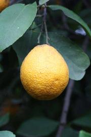              Fruit (Riverside, CA)       