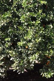            Habit (Riverside, CA)   