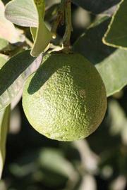            Immature fruit (Riverside, CA)   