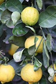            Fruit (Millsweet, Riverside, CA)   