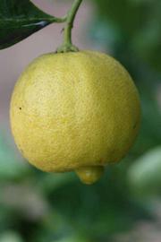            Fruit (Millsweet, Riverside, CA)   