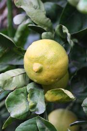            Fruit (Millsweet, Riverside, CA)   