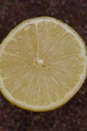            Fruit cross-section (Millsweet, Riverside, CA)   