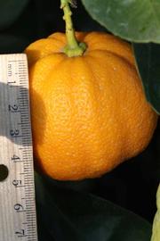              Fruit (Lindcove, CA)       