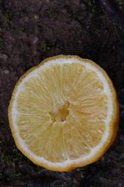              Fruit cross-section (Lindcove, CA)       