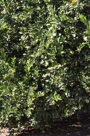            Habit (Millsweet, Riverside, CA)   