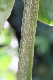            Second - third year twig (Milsweet, Riverside, CA)   