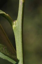            First year twig (Milsweet, Riverside, CA)   