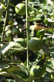            First year twig (Milsweet, Riverside, CA)   