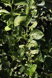            Sun leaves (Millsweet, Riverside, CA)   