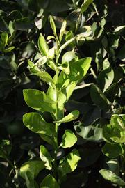            Sun leaves (Millsweet, Riverside, CA)   