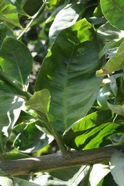            Unifoliolate leaf (Millsweet, Riverside, CA)   