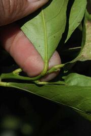            Petiole (Millsweet, Riverside, CA)   