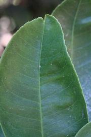            Margin (Millsweet, Riverside, CA)   