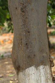            Bark (Riverside, CA)   