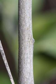              Second - third year twig (Riverside, CA)       