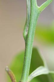            First year twig (Riverside, CA)   