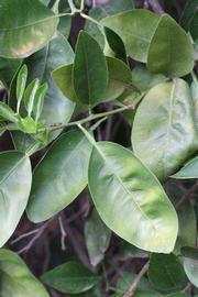              Shade leaves (Riverside, CA)       