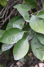              Shade leaves (Riverside, CA)       