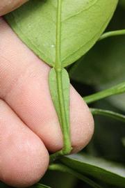              Petiole (Riverside, CA)       