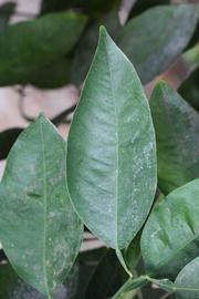              Unifoliolate leaf (Riverside, CA)       