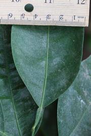              Unifoliolate leaf (Riverside, CA)       