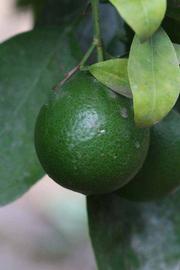            Immature fruit (Riverside, CA)   