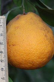            Fruit (Riverside, CA)   