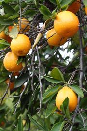              Fruit (Riverside, CA)       