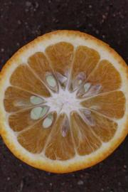              Fruit cross-section (Riverside, CA)       