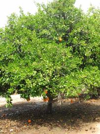            Habit (Riverside, CA)   