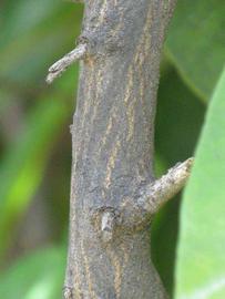              Second - third year twig (Riverside, CA)       