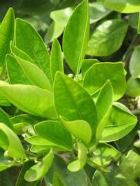              Sun leaves (Riverside, CA)       