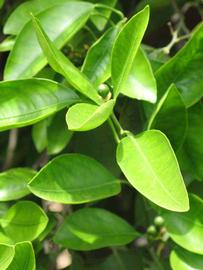              Sun leaves (Riverside, CA)       