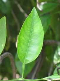              Unifoliolate leaf (Riverside, CA)       
