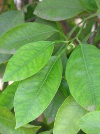              Shade leaves (Riverside, CA)       