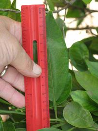              Unifoliolate leaf (Riverside, CA)       