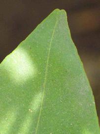              Margin (Riverside, CA)       