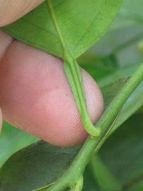              Petiole (Riverside, CA)       