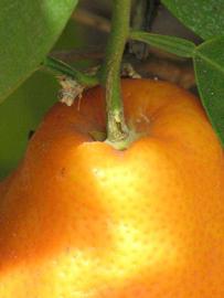            Fruit (Riverside, CA)   