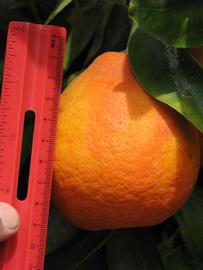            Fruit (Riverside, CA)   