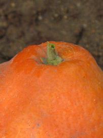            Fruit (Riverside, CA)   