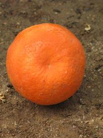            Fruit (Riverside, CA)   