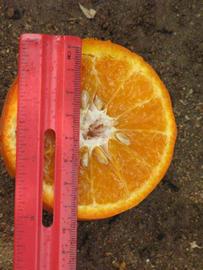            Fruit cross-section (Riverside, CA)   